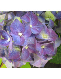 Hydrangea macrophylla Zulu (5lt)