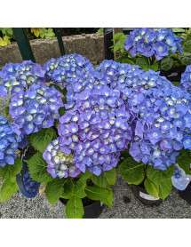 Hydrangea macrophylla Zulu (5lt)