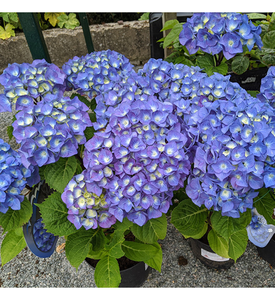 Hydrangea macrophylla Zulu (5lt)