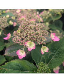 Hydrangea serrata Magic Pillow (4.5lt) Hydrangea serrata Magic Pillow (4.5lt)