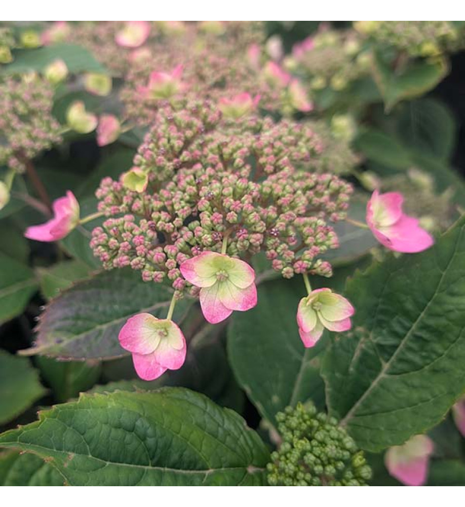 Hydrangea serrata Magic Pillow (4.5lt)