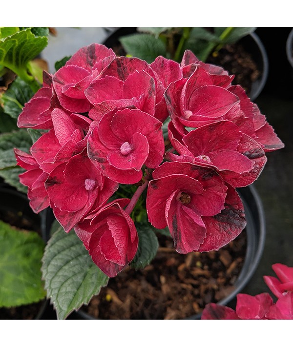Hydrangea macrophylla Magical Amore (3lt) Hydrangea macrophylla Magical Amore (3lt)