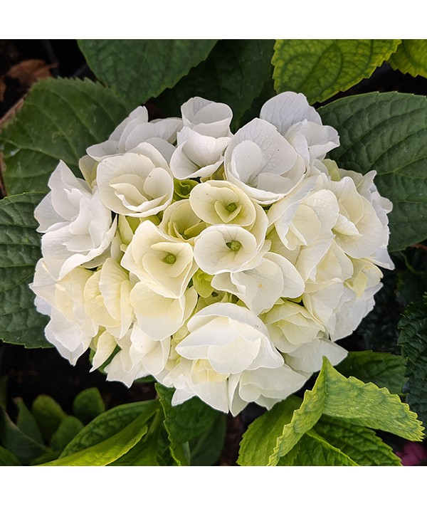 Hydrangea macrophylla Magical Bride (3lt) Hydrangea macrophylla Magical Bride (3lt)