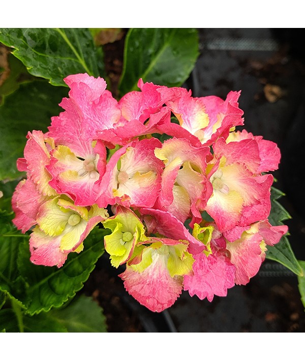 Hydrangea macrophylla Magical Candy Rock (3lt) Hydrangea macrophylla Magical Candy Rock (3lt)