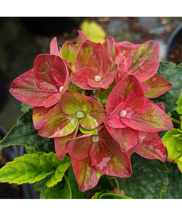 Hydrangea macrophylla Magical Crimson (3lt) Hydrangea macrophylla Magical Crimson (3lt)