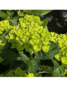 Hydrangea macrophylla Mira Blue (4.5lt)