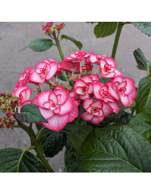 Hydrangea macrophylla Yulika (5lt)