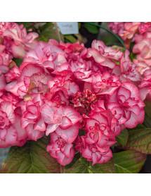 Hydrangea macrophylla Miss Yulika (5lt)