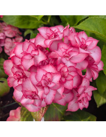 Hydrangea macrophylla Yulika (5lt)