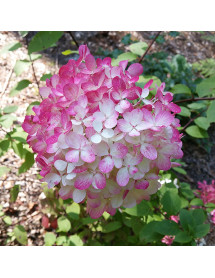 Hydrangea paniculata Diamant Rouge (3lt)