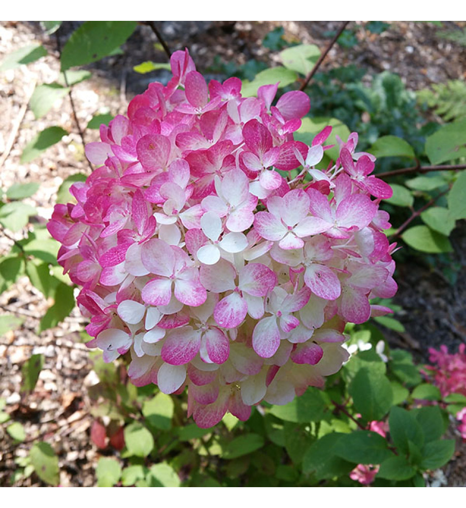 Hydrangea paniculata Diamant Rouge (3lt)
