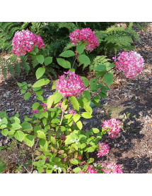 Hydrangea paniculata Diamant Rouge (3lt)
