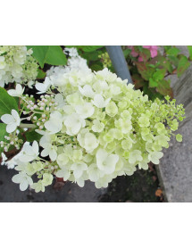 Hydrangea paniculata Grandiflora (2lt)