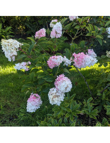 Hydrangea paniculata Grandiflora (2lt)