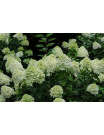 Hydrangea paniculata Limelight (3lt)