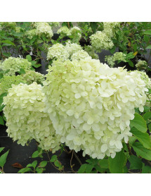 Hydrangea paniculata Limelight (2lt)
