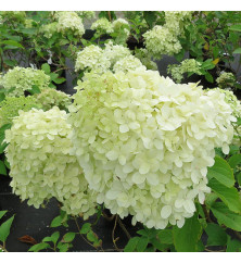 Hydrangea paniculata Limelight 60cm Standard (5lt) Hydrangea paniculata Limelight 60cm Standard (5lt)