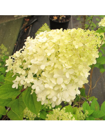 Hydrangea paniculata Limelight (2lt)