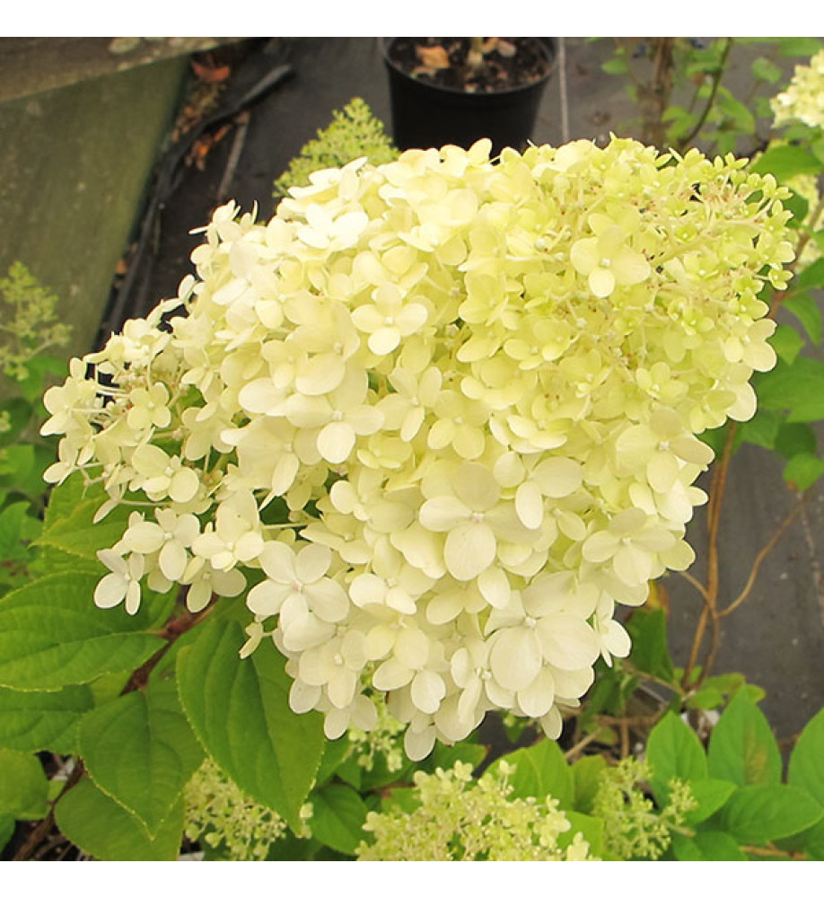 Hydrangea paniculata Limelight (3lt)