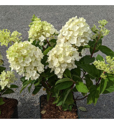 Hydrangea paniculata Little Spooky (5lt)