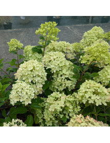 Hydrangea paniculata Little Lime (3lt)