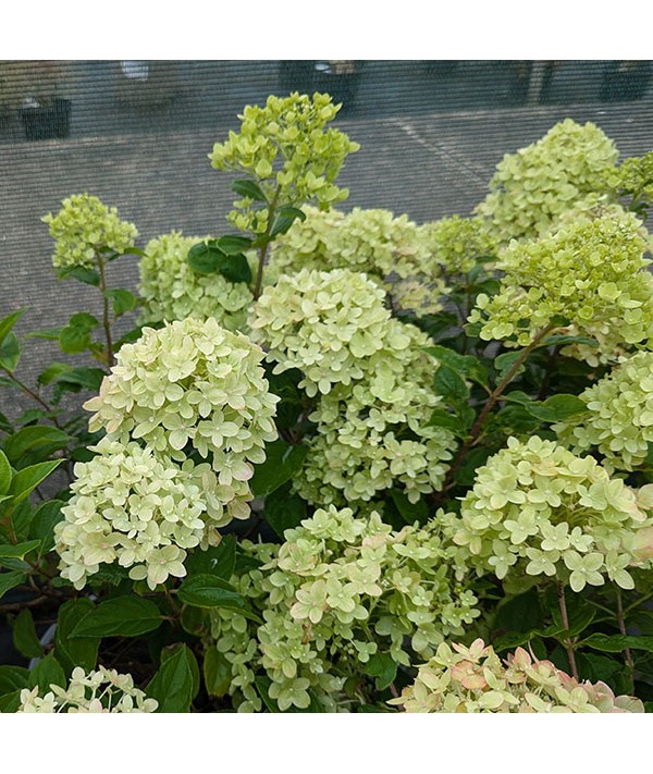 Hydrangea paniculata Little Lime (5lt)