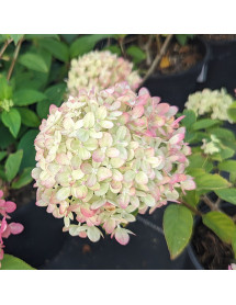 Hydrangea paniculata Little Lime (3lt)