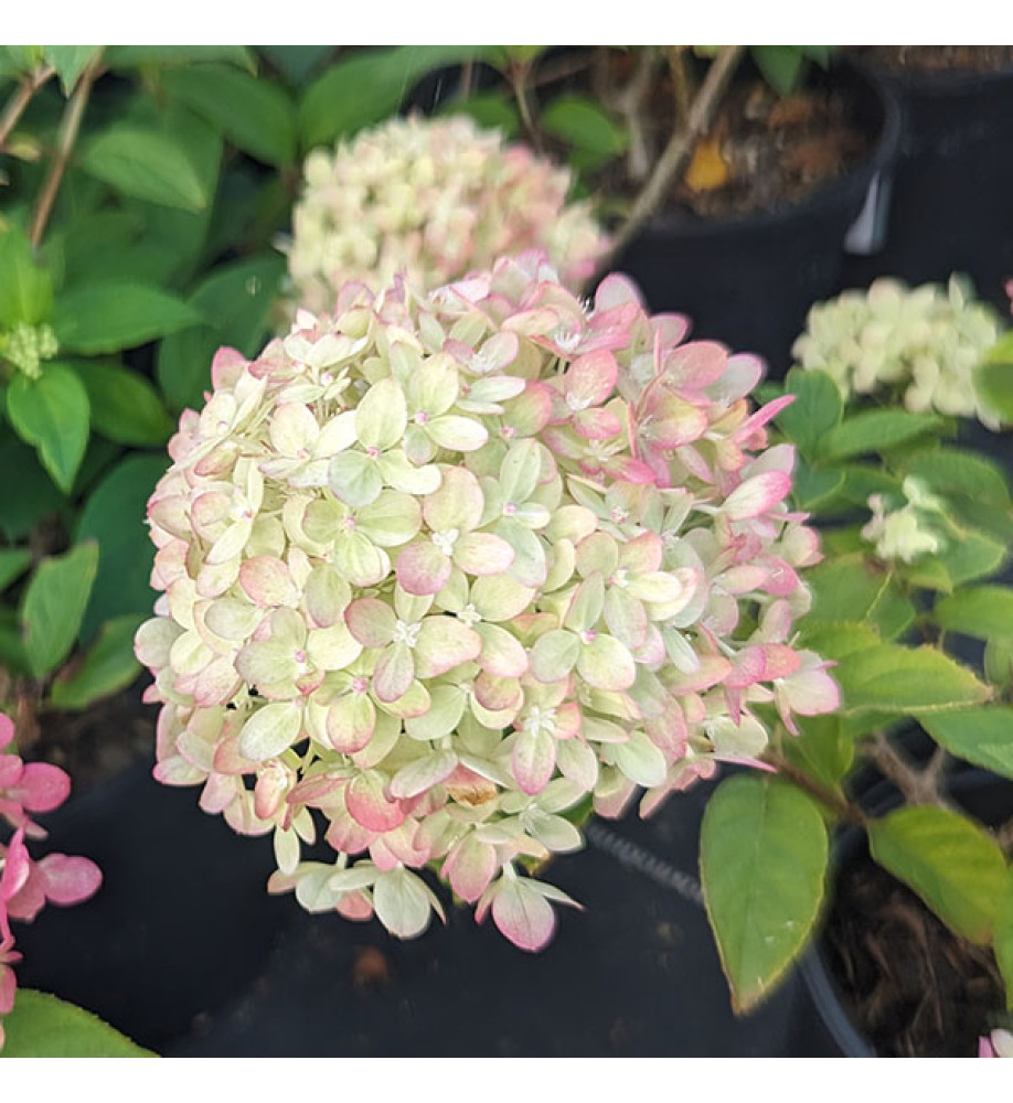 Hydrangea paniculata Little Lime (3lt)