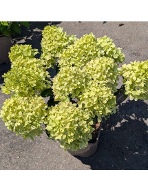 Hydrangea paniculata Little Love (5lt)