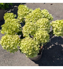 Hydrangea paniculata Little Love (5lt) Hydrangea paniculata Little Love (5lt)
