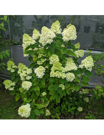 Hydrangea paniculata Magical Candle (Bokraflame) (3lt)