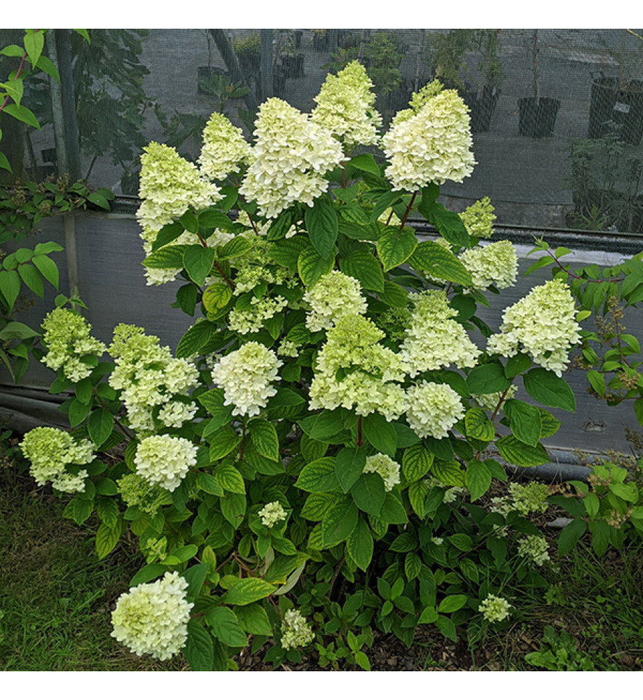 Hydrangea paniculata Magical Candle (Bokraflame) (3lt)