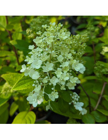 Hydrangea paniculata Magical Moonlight (Kolimagimo) (2lt)