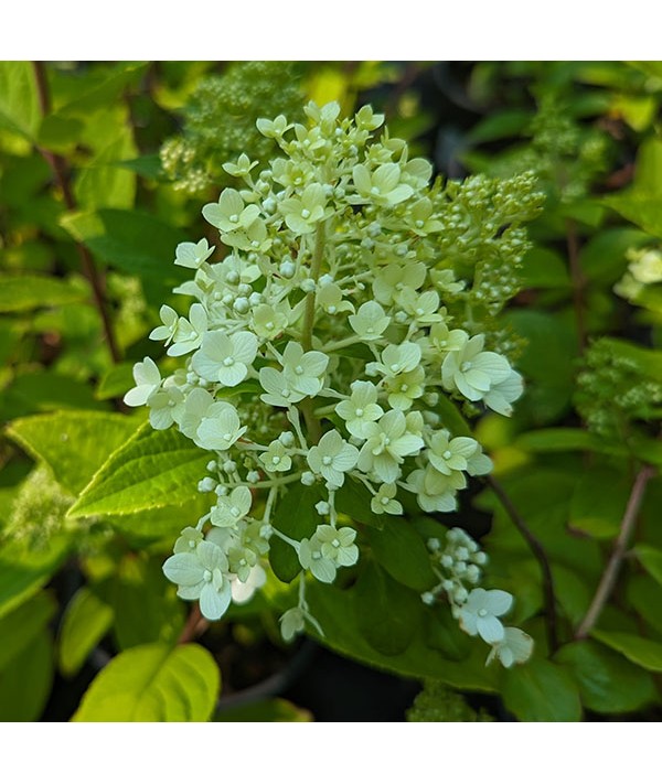 Hydrangea paniculata Magical Moonlight (Kolimagimo) (2lt)