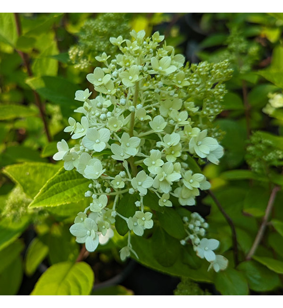 Hydrangea paniculata Magical Moonlight (Kolimagimo) (2lt)