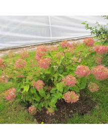Hydrangea paniculata Phantom (3lt)