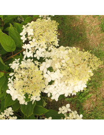 Hydrangea paniculata Phantom (3lt)