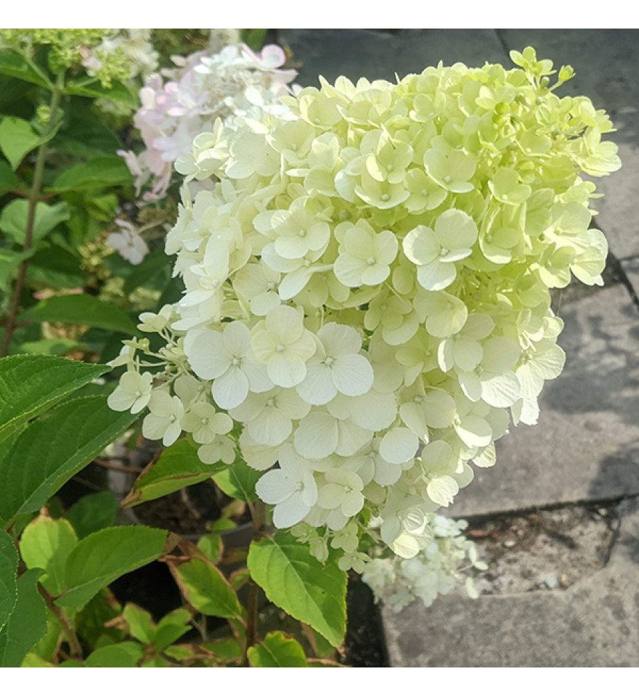 Hydrangea paniculata Polar Bear (3lt)