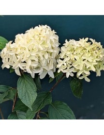 Hydrangea paniculata Skyfall (Frenne) (3lt) Hydrangea paniculata Skyfall (Frenne) (3lt)