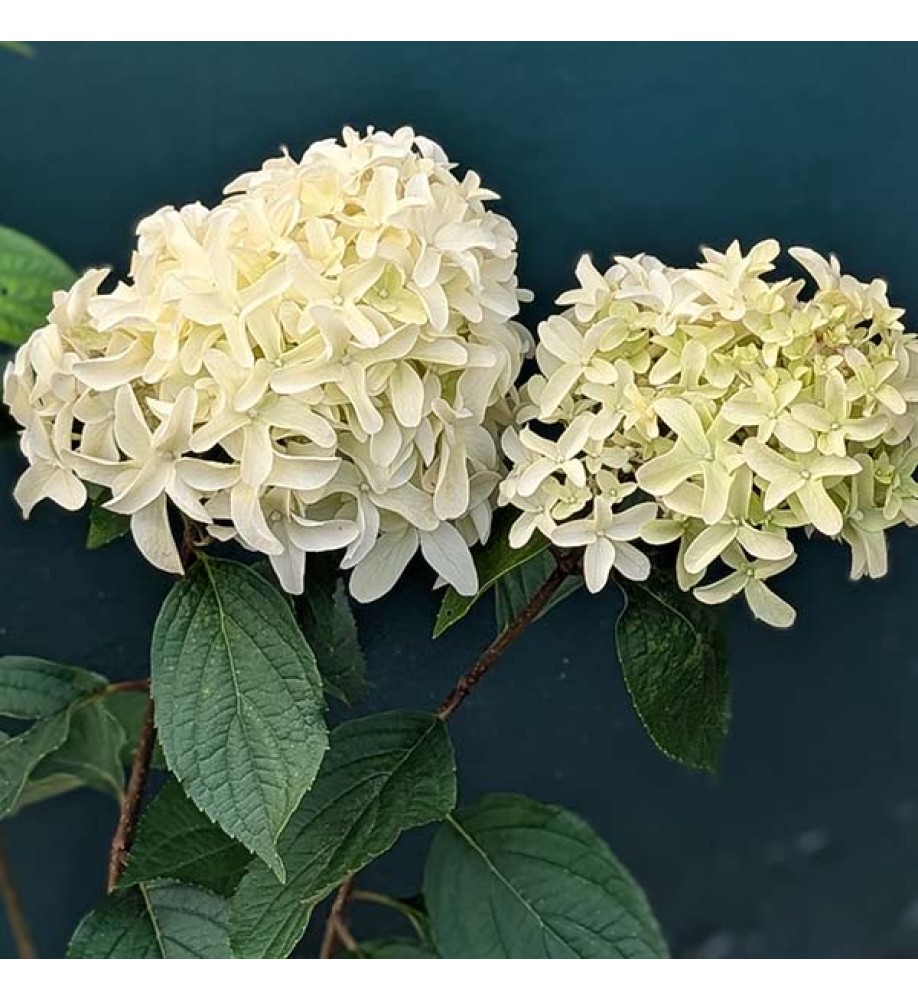 Hydrangea paniculata Skyfall (Frenne) (3lt)