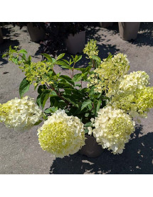 Hydrangea paniculata Living Strawberry Blossom (4.5lt) Hydrangea paniculata Living Strawberry Blossom (4.5lt)