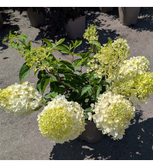 Hydrangea paniculata Living Strawberry Blossom (4.5lt) Hydrangea paniculata Living Strawberry Blossom (4.5lt)