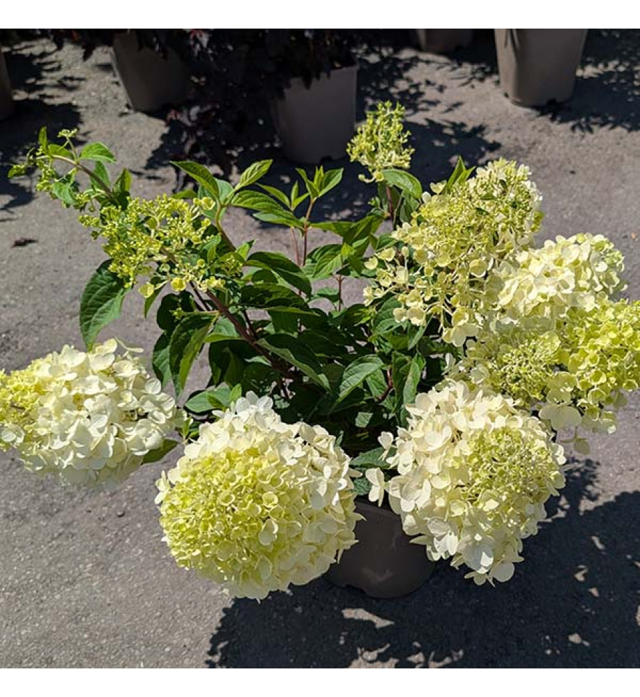 Hydrangea paniculata Living Strawberry Blossom (4.5lt)