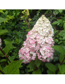 Hydrangea paniculata Sundae Fraise (3lt)