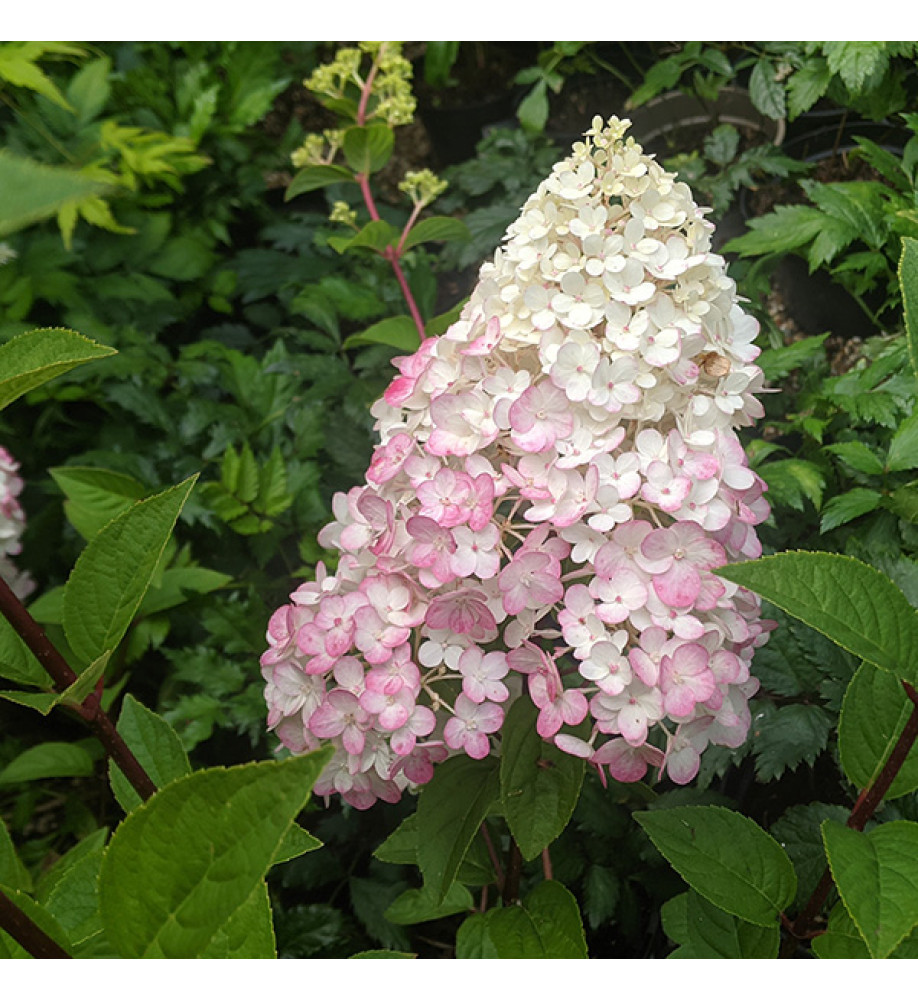 Hydrangea paniculata Sundae Fraise (3lt)