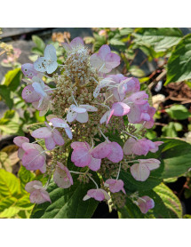 Hydrangea paniculata Tardiva (3lt)