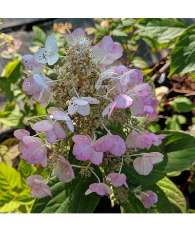 Hydrangea paniculata Tardiva (3lt)