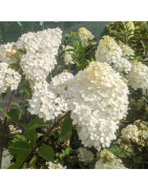 Hydrangea paniculata Tardiva (3lt)