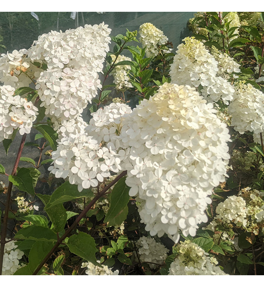 Hydrangea paniculata Tardiva (3lt)