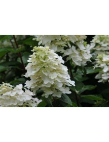 Hydrangea paniculata Unique (5lt)
